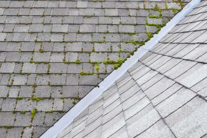 Is Your Roof Looking Lackluster? Try Roof Washing
